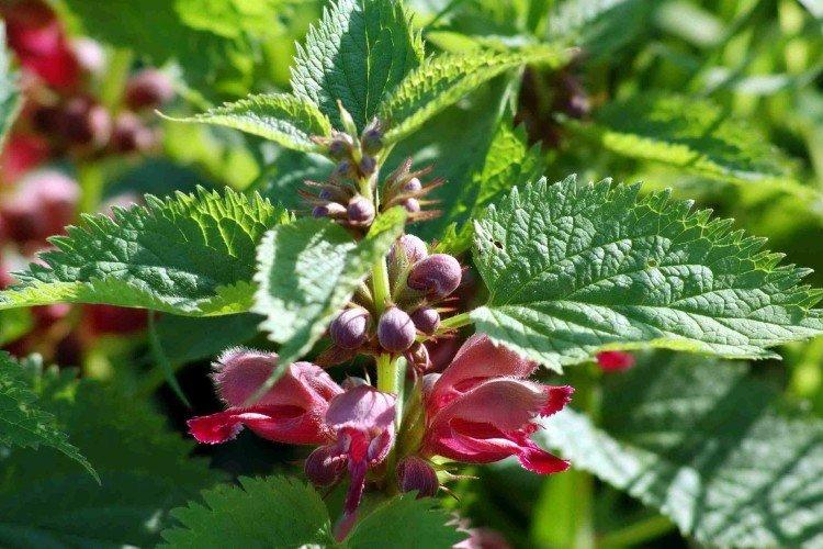 Яснотка – фото