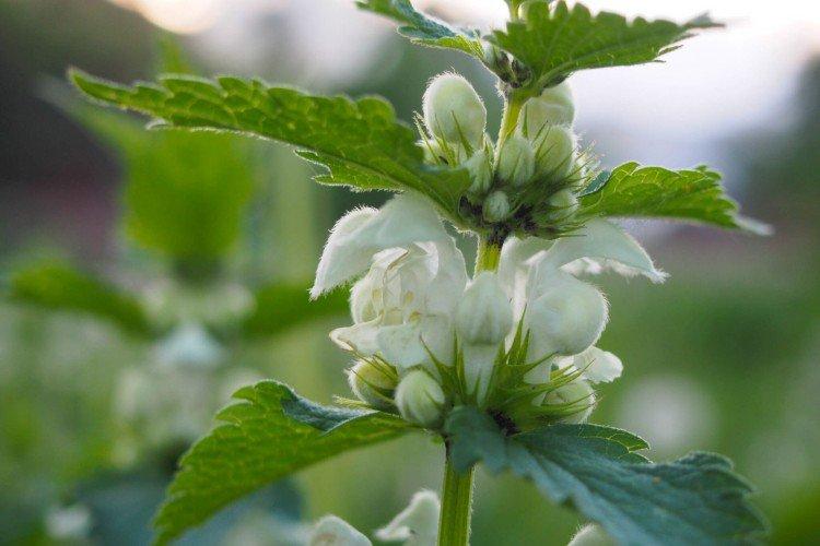 Яснотка – фото