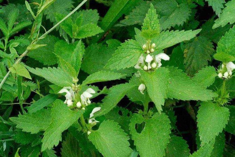 Яснотка – фото