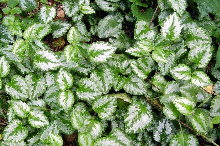 Яснотка – фото