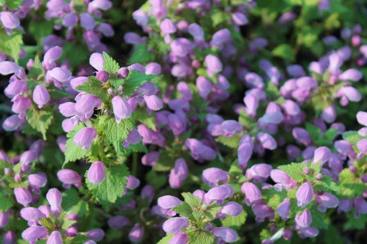 Яснотка – фото