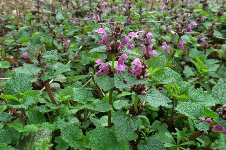 Яснотка – фото