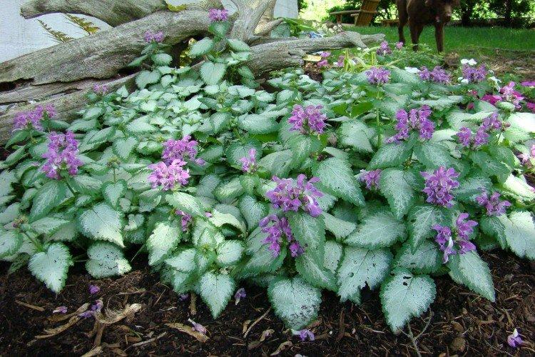 Яснотка – фото