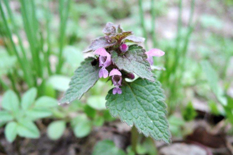 Яснотка – фото