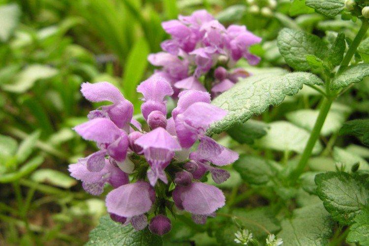 Яснотка – фото