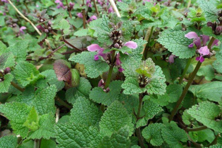 Яснотка – фото