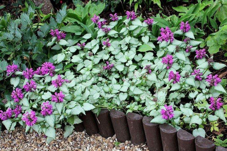 Яснотка – фото