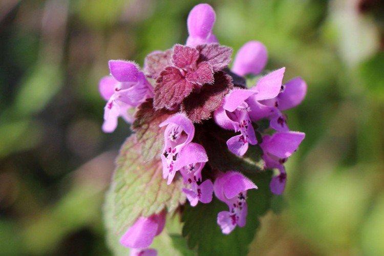 Пурпурная яснотка