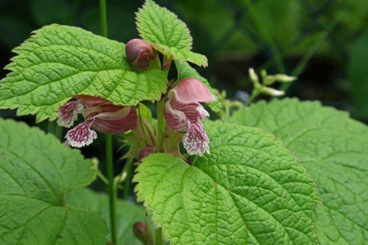 Яснотка орвала