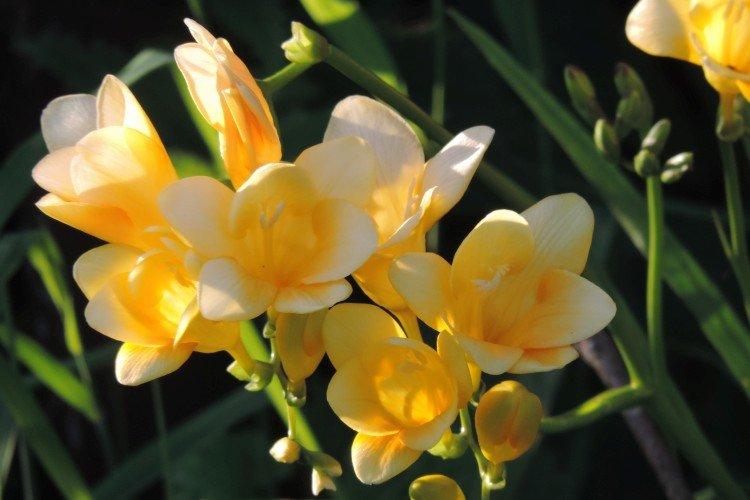 Удобрения и подкормка