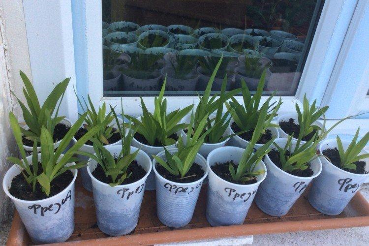 Посадка и размножение