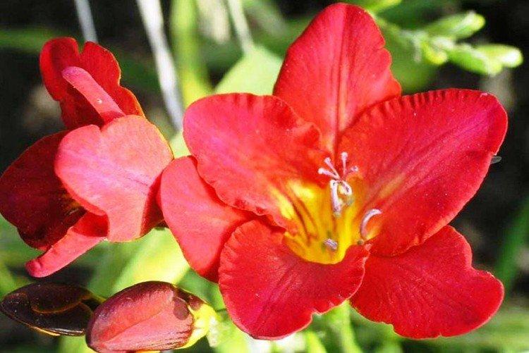 Фрезия Армстронга