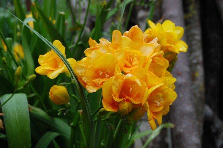 Фрезия – фото