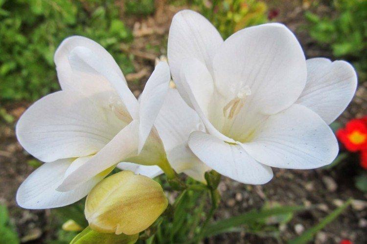 Фрезия – фото