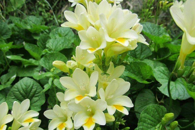 Фрезия – фото