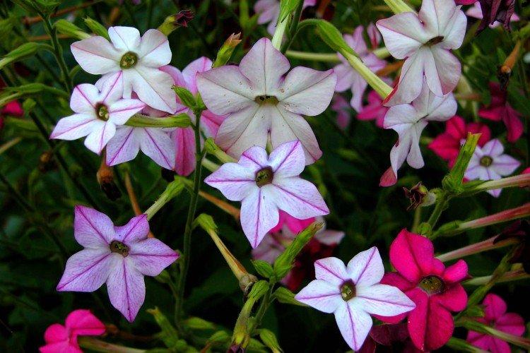 Душистый табак – фото