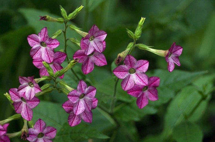 Душистый табак – фото