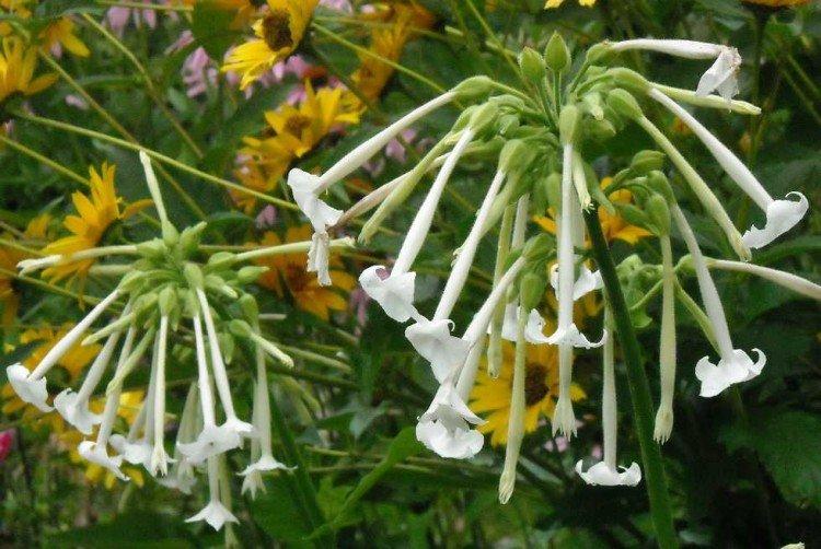 Душистый табак – фото