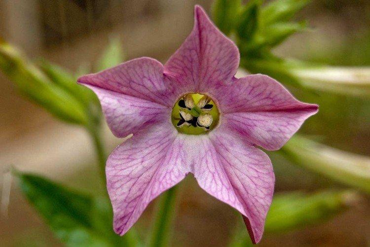 Душистый табак – фото