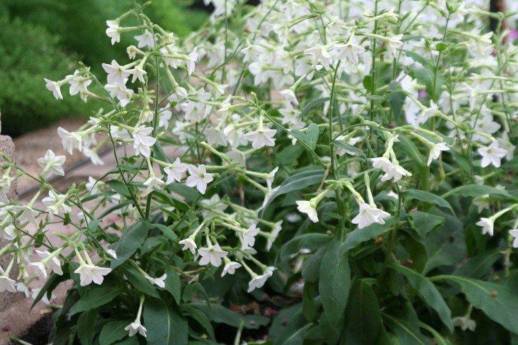 Душистый табак – фото