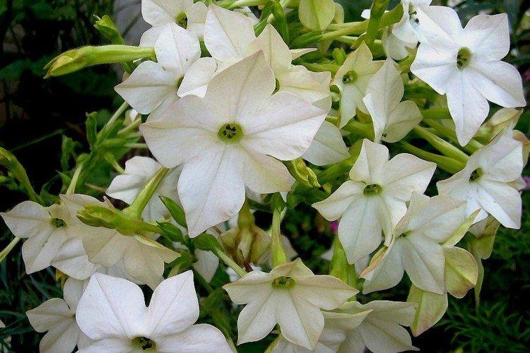 Душистый табак – фото