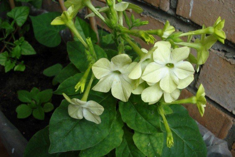 Душистый табак – фото