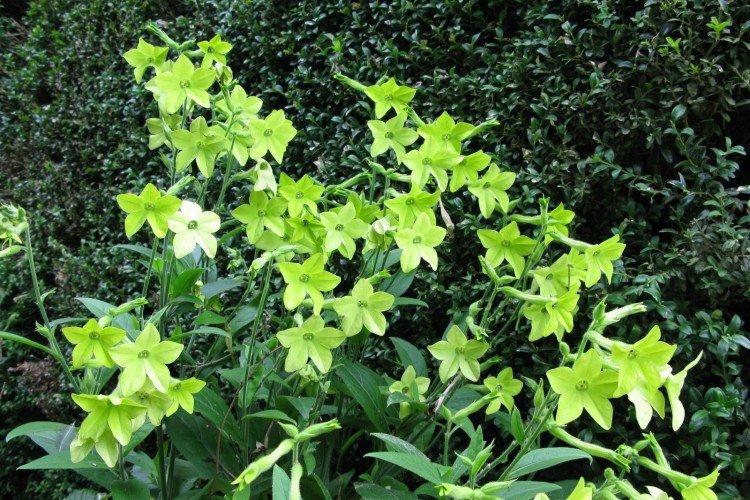 Душистый табак – фото