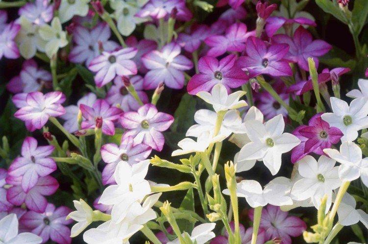 Душистый табак – фото