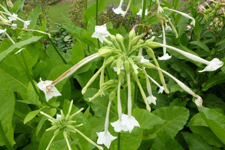 Душистый табак – фото