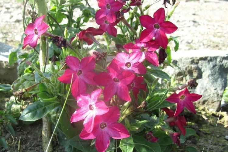 Душистый табак – фото