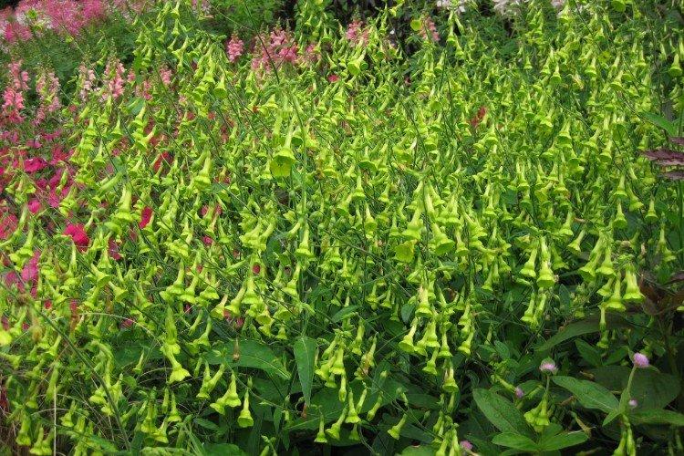 Табак Лангсдорфа