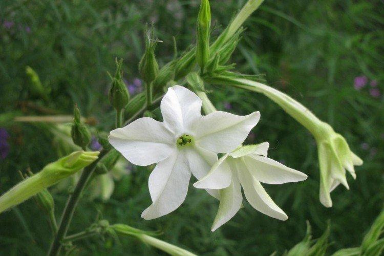 Крылатый табак