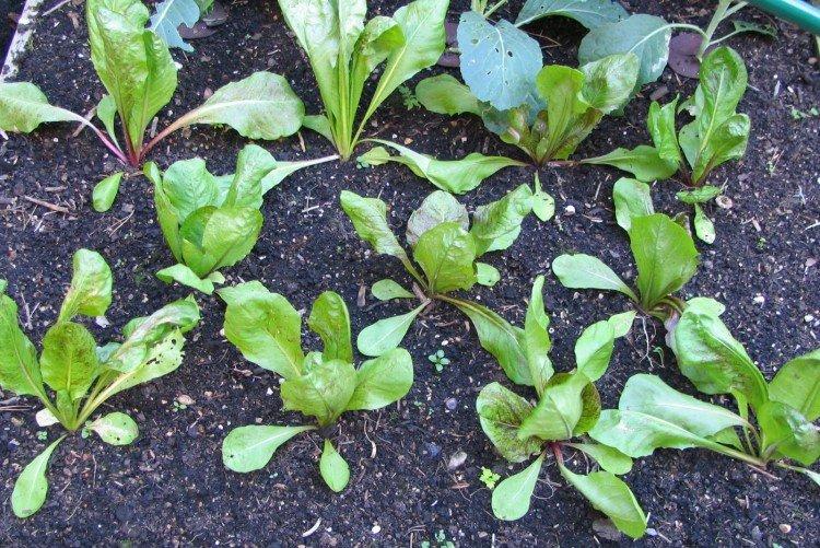 Посадка и размножение