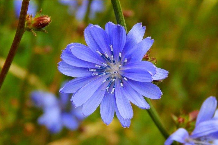 Цикорий – фото