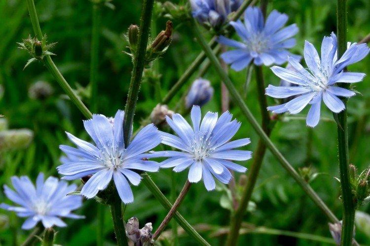 Цикорий – фото