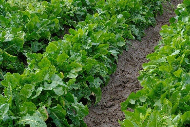 Цикорий – фото