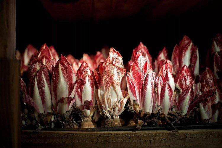 Цикорий – фото