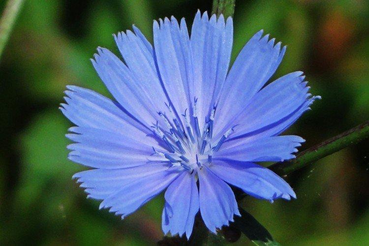 Цикорий – фото