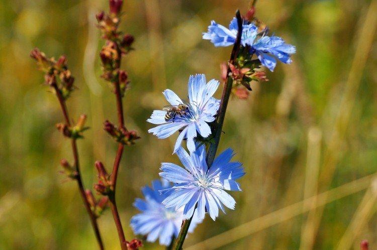 Цикорий – фото