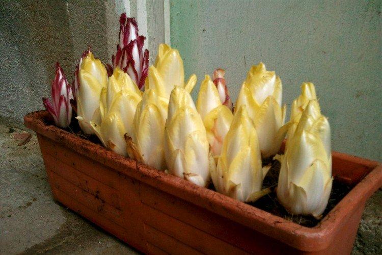 Цикорий – фото