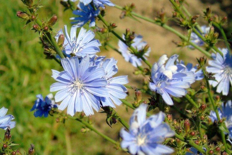 Цикорий – фото