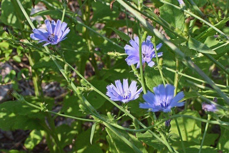 Цикорий – фото