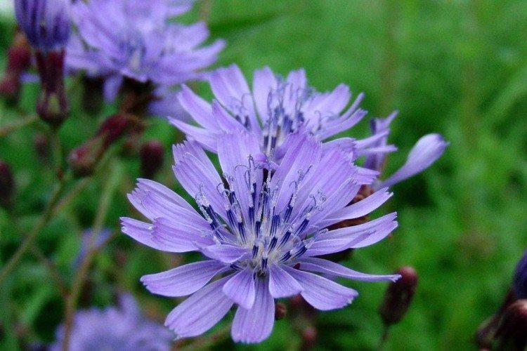 Цикорий – фото