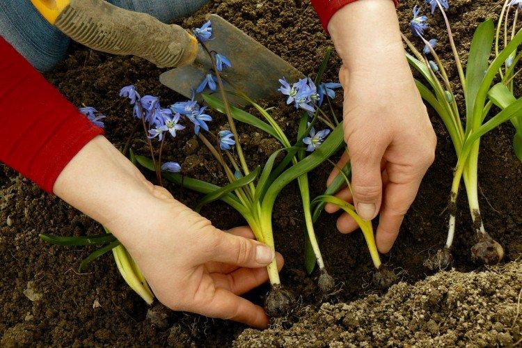 Посадка и размножение