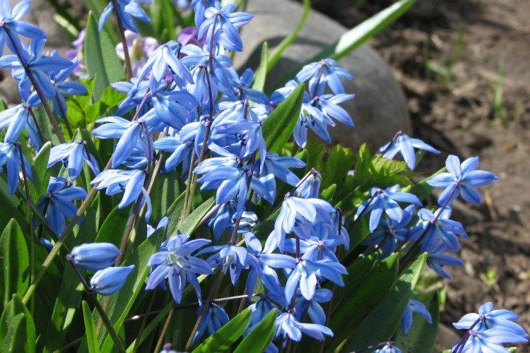 Пролески – фото