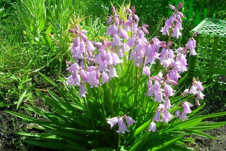 Пролески – фото