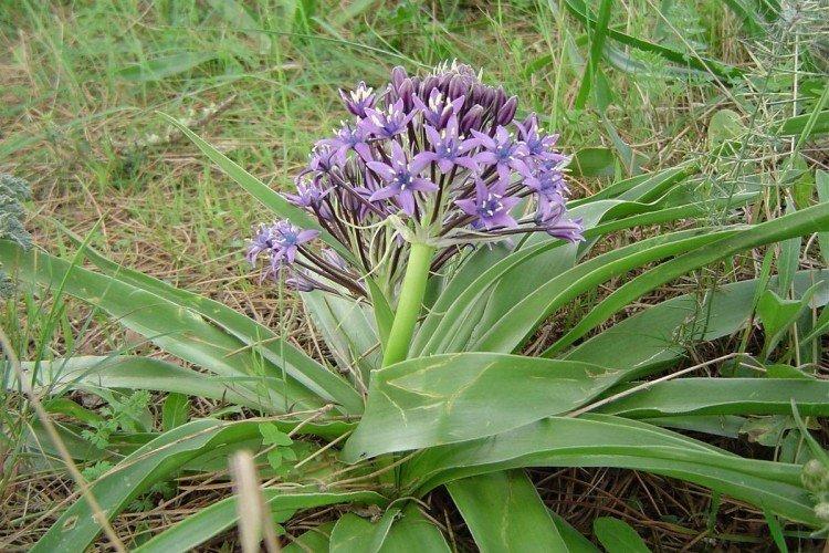 Пролески – фото