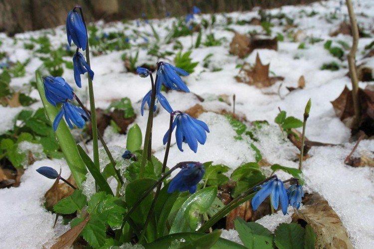 Пролески – фото