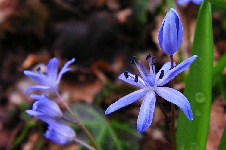 Пролески – фото