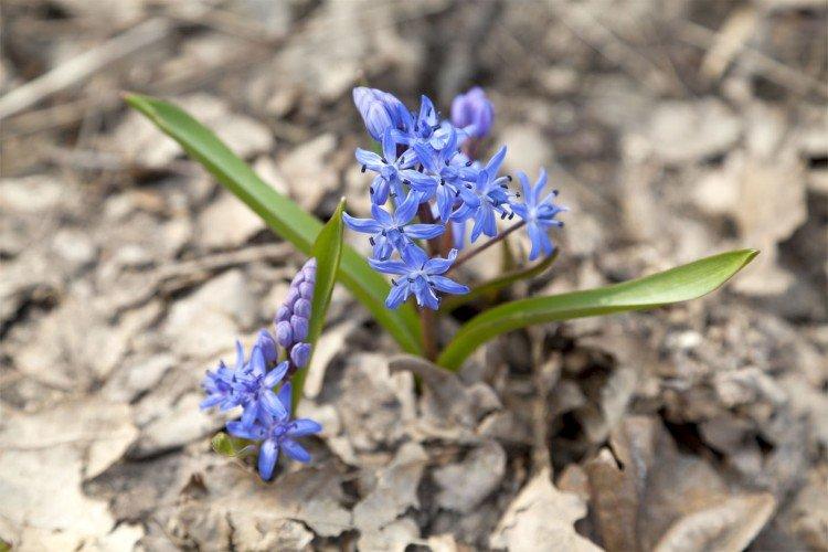 Пролески – фото